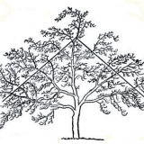 Orezivanje starih jabuka